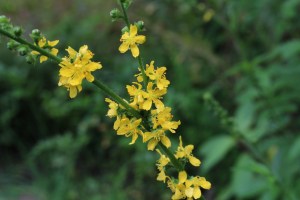 agrimonia eupatoria (800 x 1200).jpg_product